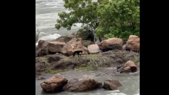 The stranded dogs were spotted using a drone. 