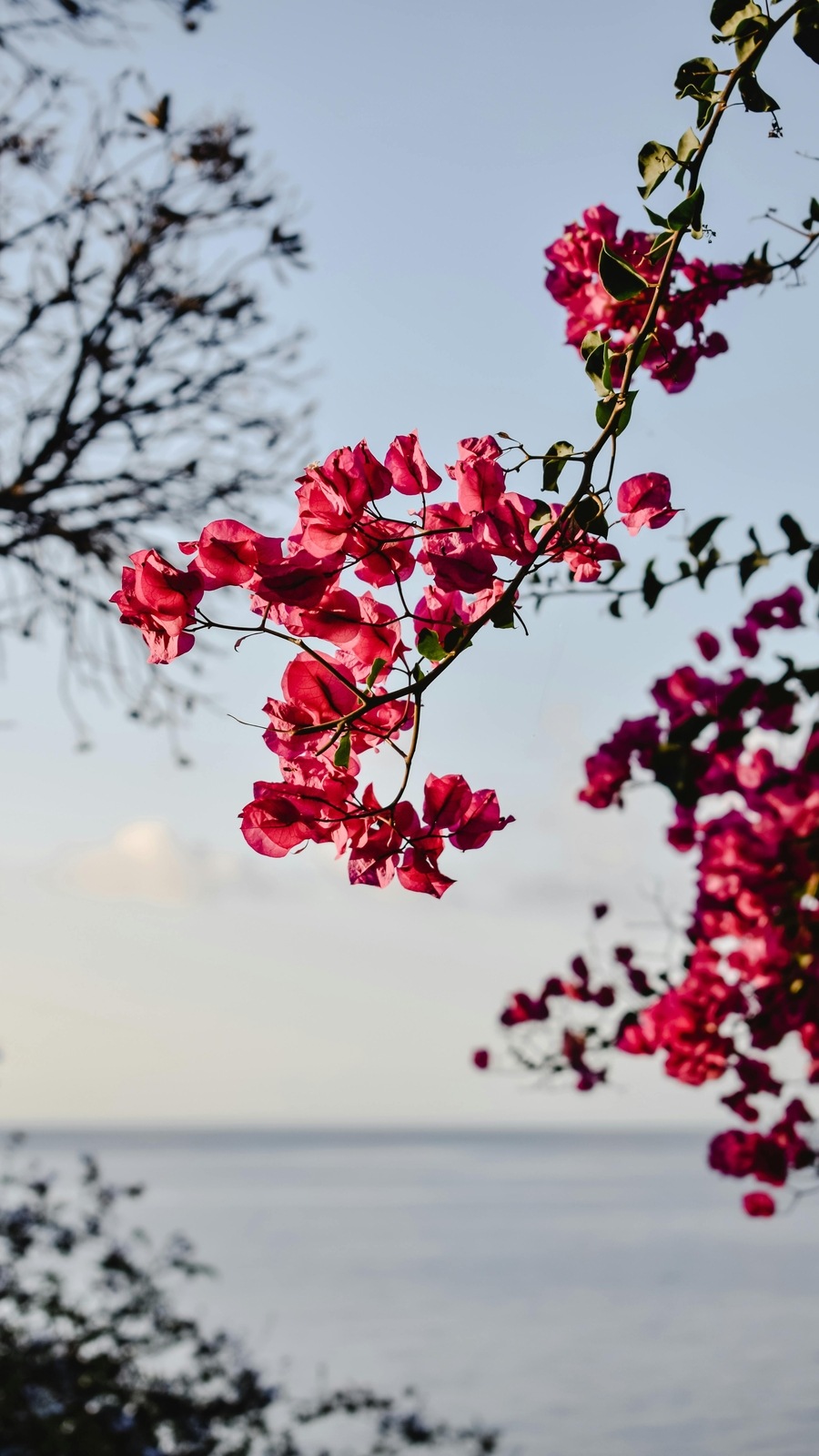 Bougainvillea_plants