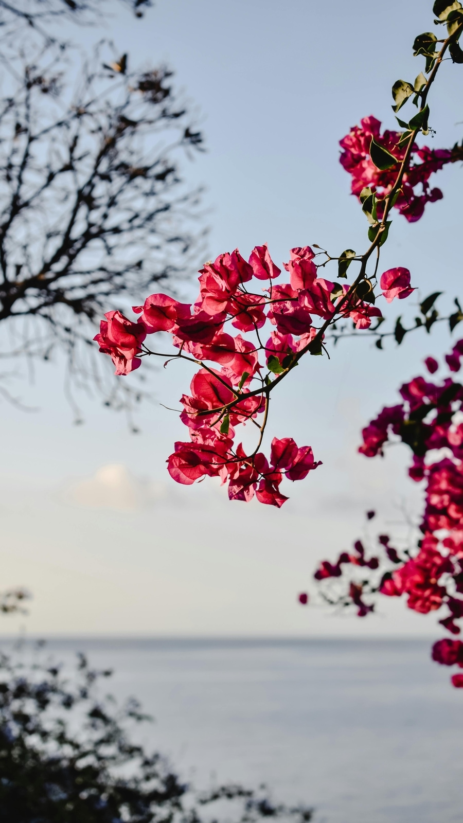 Bougainvillea_plants