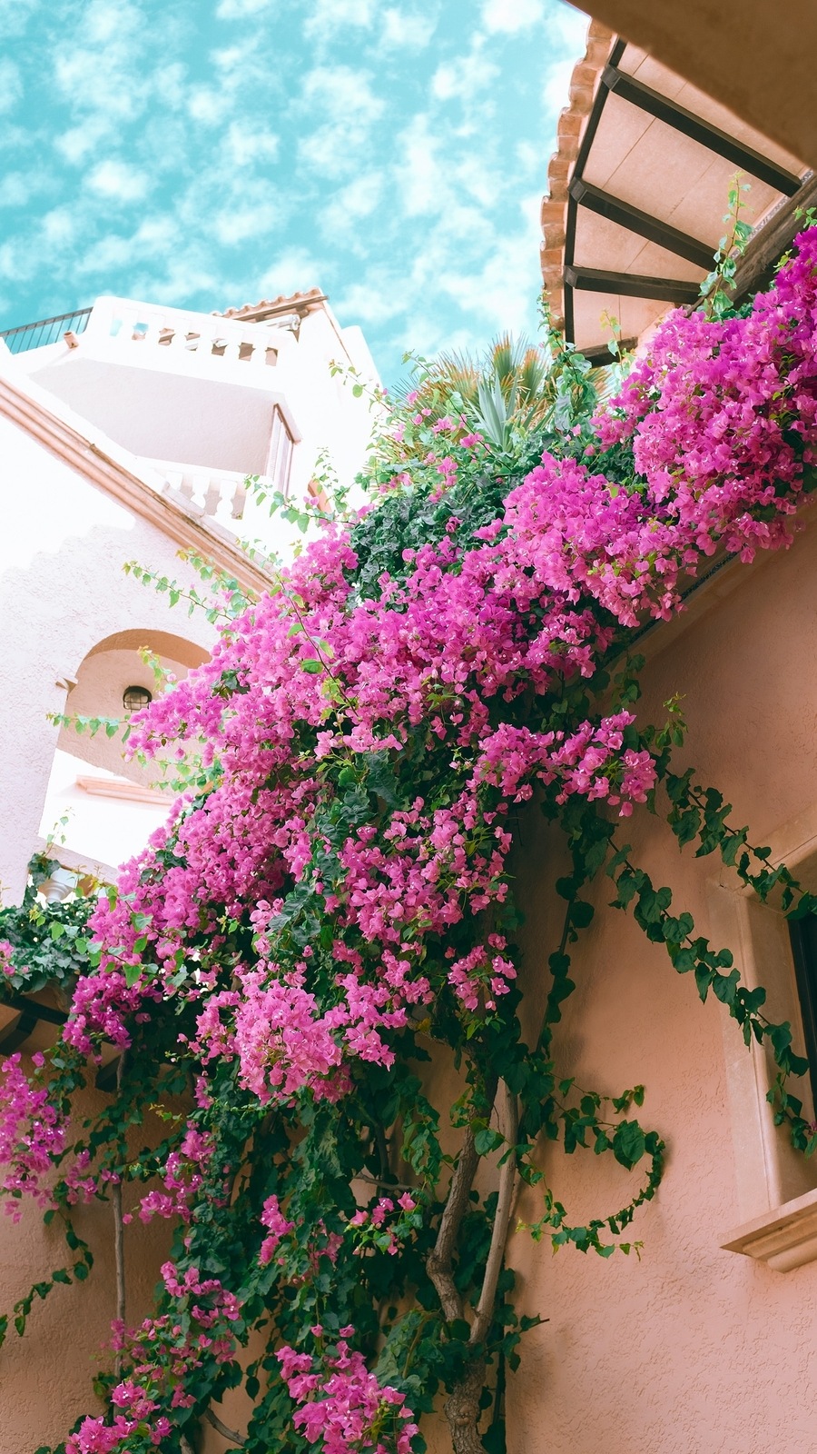bougainvilleas