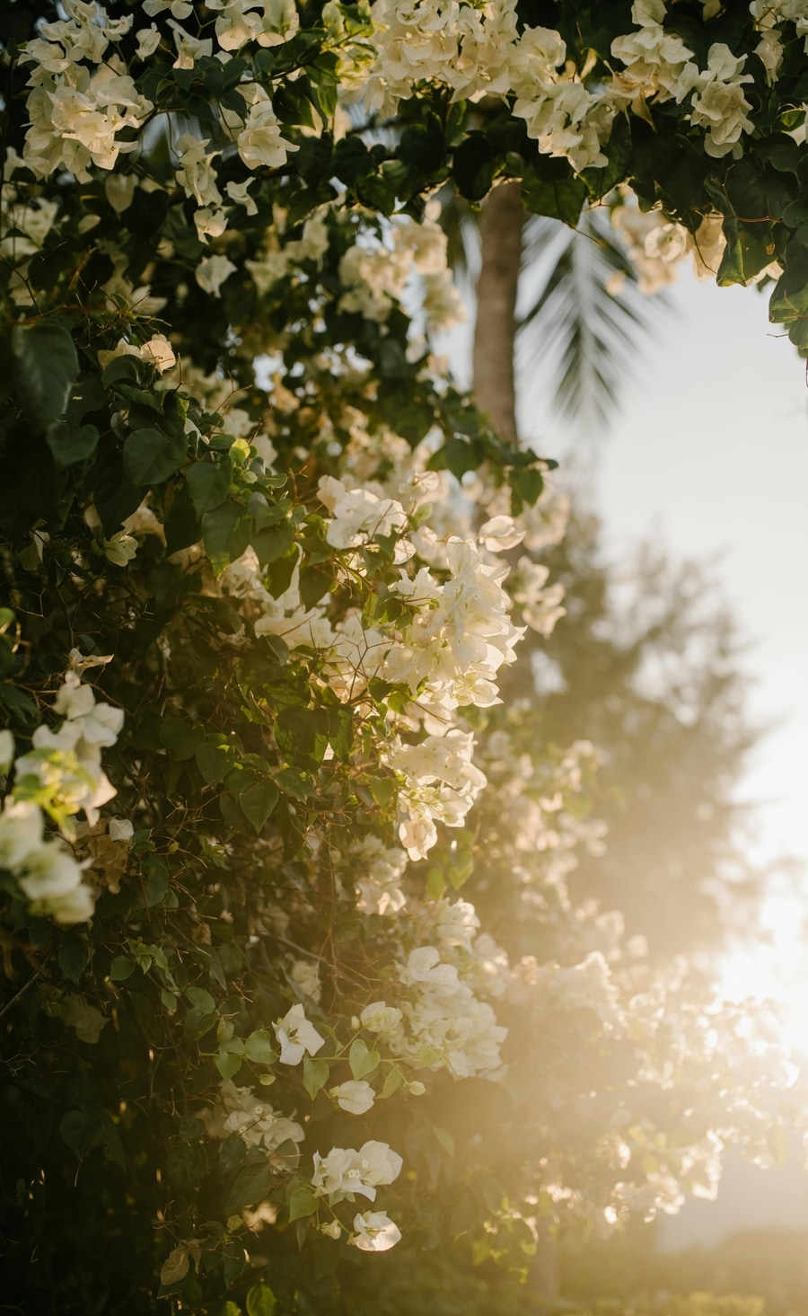 pexels-julia-volk-7292743