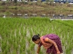 Understanding a proper combination of the various career paths within Indian agriculture along with the basic education and training, the necessity of practical experience, and the future trends that are moulding this worthiest sector is crucial. (AP File Photo) Understanding a proper combination of the various career paths within Indian agriculture along with the basic education and training, the necessity of practical experience, and the future trends that are moulding this worthiest sector is crucial. (AP File Photo)