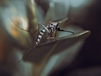 mosquitoes_1688535880246 mosquitoes_1688535880246