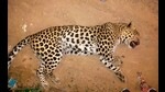 The wildlife department was alerted, following which officials responded to the scene and removed the carcass. (HT) The wildlife department was alerted, following which officials responded to the scene and removed the carcass. (HT)