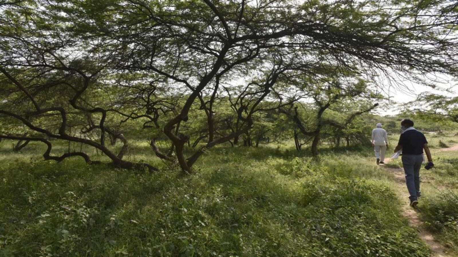 Delhi forest dept to drop 10,000 seed balls for plantation at Asola