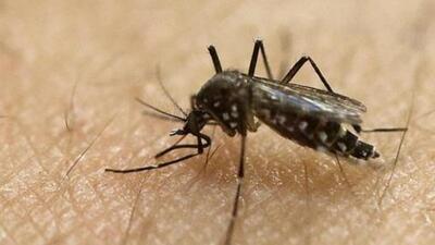 Between Saturday and Monday, Pune city reported eight cases of Zika virus infection including six pregnant women. (REPRESENTATIVE PHOTO) Between Saturday and Monday, Pune city reported eight cases of Zika virus infection including six pregnant women. (REPRESENTATIVE PHOTO)