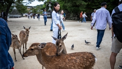 Deers walk on the ground as tourists visiting the popular tourist destination of Miyajima island in Hiroshima Prefecture. (Photo by Philip FONG / AFP) Deers walk on the ground as tourists visiting the popular tourist destination of Miyajima island in Hiroshima Prefecture. (Photo by Philip FONG / AFP)