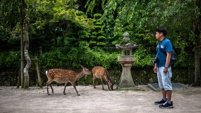 Deers walk on the ground as a man (R) visits the popular tourist destination of Miyajima island in Hiroshima Prefecture. (Photo by Philip FONG / AFP) Deers walk on the ground as a man (R) visits the popular tourist destination of Miyajima island in Hiroshima Prefecture. (Photo by Philip FONG / AFP)