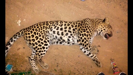 The wildlife department was alerted, following which officials responded to the scene and removed the carcass. (HT)