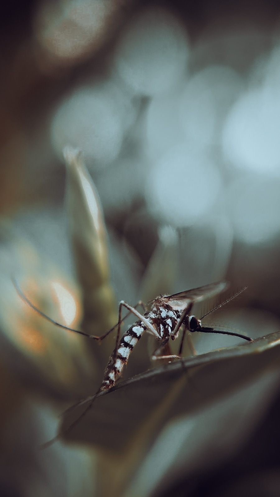 mosquitoes_1688535880246