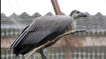A day-long workshop on “Vulture Conservation and Reintroduction Programme” was held at Jatayu Conservation Breeding Centre (JCBC), Pinjore. (HT Photo) A day-long workshop on “Vulture Conservation and Reintroduction Programme” was held at Jatayu Conservation Breeding Centre (JCBC), Pinjore. (HT Photo)