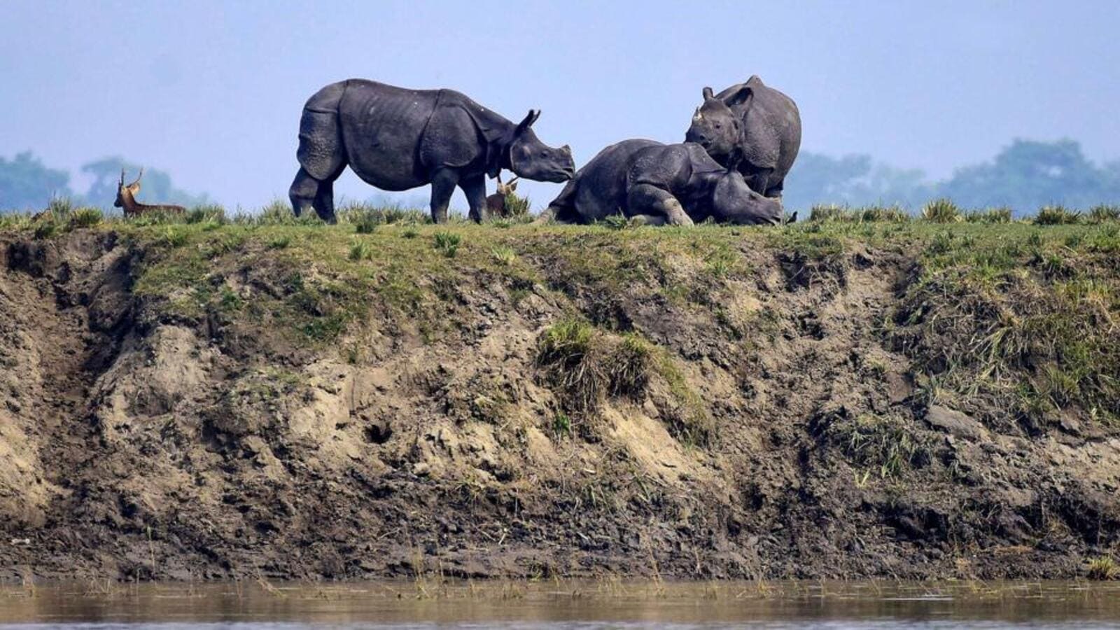 NGT files suo moto case over proposed hotel construction in, around Kaziranga