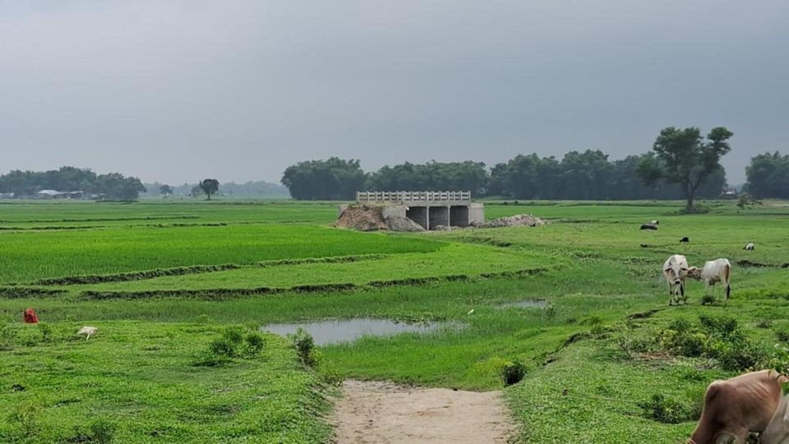 Bihar: Araria DM orders probe into bridge construction on farmland, with no road access