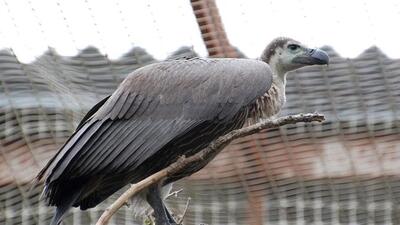 A day-long workshop on “Vulture Conservation and Reintroduction Programme” was held at Jatayu Conservation Breeding Centre (JCBC), Pinjore. (HT Photo)