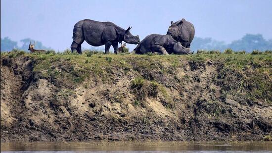 Kaziranga National Park and Tiger Reserve (KNPTR) is the world’s largest habitat of the endangered one-horned rhino. (PTI)