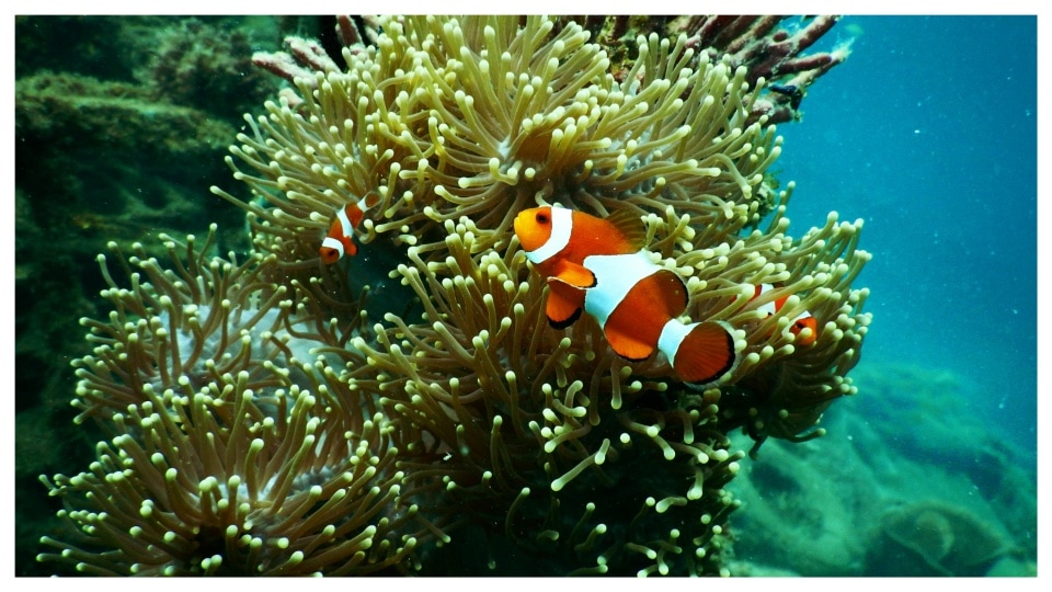 Go scuba diving to watch live 'Finding Nemo.'