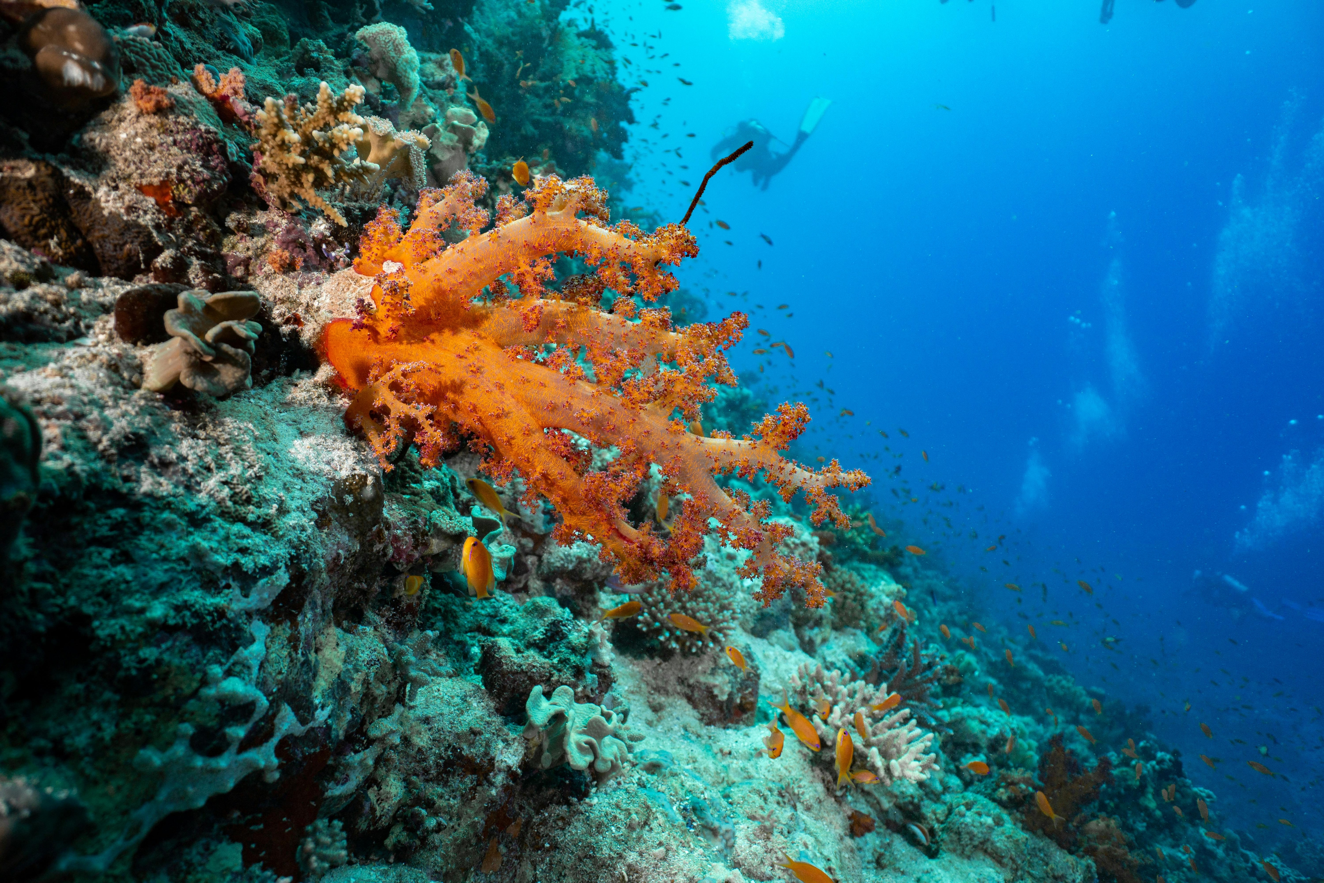 Corals in the Red Sea are vivid. 