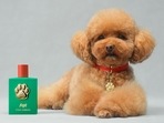 Dolce & Gabbana has launched a dog perfume called Fefe. Dolce & Gabbana has launched a dog perfume called Fefe.