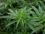 CBG from cannabis plant reduces anxiety, stress and boosts memory: New study (Photo by Manaure QUINTERO / AFP) CBG from cannabis plant reduces anxiety, stress and boosts memory: New study (Photo by Manaure QUINTERO / AFP)