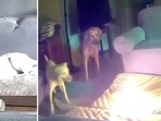 Shocking video shows dog starting house fire in Oklahoma after chewing cell phone battery pack (@CollinRugg/X) Shocking video shows dog starting house fire in Oklahoma after chewing cell phone battery pack (@CollinRugg/X)