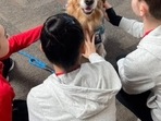 Beacon is Team USA gymnastic's therapy dog.(@dog_rates) Beacon is Team USA gymnastic's therapy dog.(@dog_rates)
