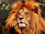 Read about Lion's gate portal.(Pixabay) Read about Lion's gate portal.(Pixabay)