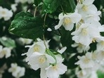 jasmine_flower