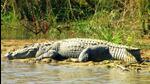 A crocodile was rescued and released in a faraway location after being spotted in the Warasgaon dam in Maharashtra’s Pune district, an official said on Wednesday. ((PIC FOR REPRESENTATION)) A crocodile was rescued and released in a faraway location after being spotted in the Warasgaon dam in Maharashtra’s Pune district, an official said on Wednesday. ((PIC FOR REPRESENTATION))