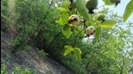 To salvage some of the remaining harvest, the farmers have resorted to using chemicals for the first time. (File) To salvage some of the remaining harvest, the farmers have resorted to using chemicals for the first time. (File)