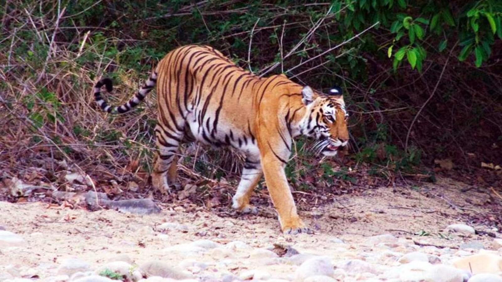 Chhattisgarh govt announces a new tiger reserve, fourth in the state