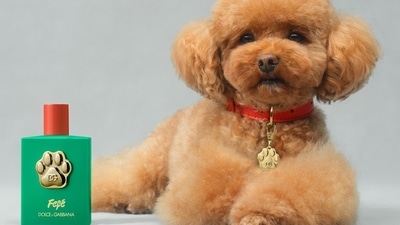 Dolce & Gabbana has launched a dog perfume called Fefe. Dolce & Gabbana has launched a dog perfume called Fefe.