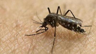 According to the ministry of health and family welfare (MoHFW), Zika virus transmission can occur through infected mosquito bites, from mother to foetus, and during sexual transmission. (REPRESENTATIVE PHOTO) According to the ministry of health and family welfare (MoHFW), Zika virus transmission can occur through infected mosquito bites, from mother to foetus, and during sexual transmission. (REPRESENTATIVE PHOTO)