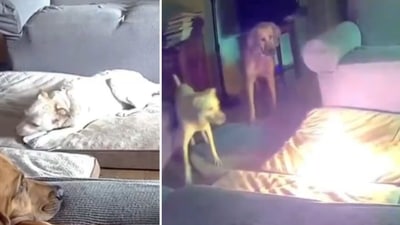 Shocking video shows dog starting house fire in Oklahoma after chewing cell phone battery pack (@CollinRugg/X) Shocking video shows dog starting house fire in Oklahoma after chewing cell phone battery pack (@CollinRugg/X)