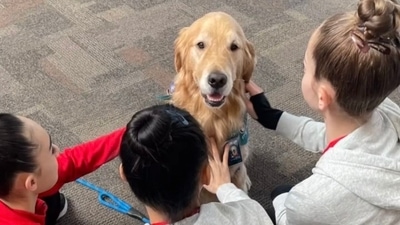 Beacon is Team USA gymnastic's therapy dog. (@dog_rates) Beacon is Team USA gymnastic's therapy dog. (@dog_rates)
