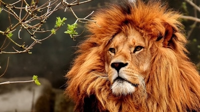 Read about Lion's gate portal. (Pixabay) Read about Lion's gate portal. (Pixabay)