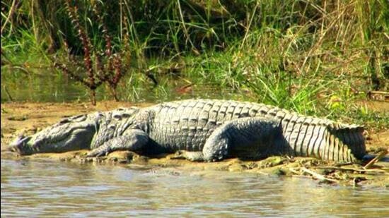 A crocodile was rescued and released in a faraway location after being spotted in the Warasgaon dam in Maharashtra’s Pune district, an official said on Wednesday. ((PIC FOR REPRESENTATION))