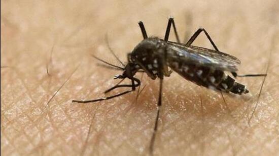 According to the ministry of health and family welfare (MoHFW), Zika virus transmission can occur through infected mosquito bites, from mother to foetus, and during sexual transmission. (REPRESENTATIVE PHOTO)
