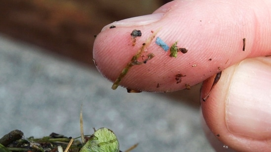 A blue rectangular piece of microplastic sits on the finger of a researcher with the University of Washington-Tacoma environmental science program after it was found in debris collected from the Thea Foss Waterway in Tacoma. (AP)