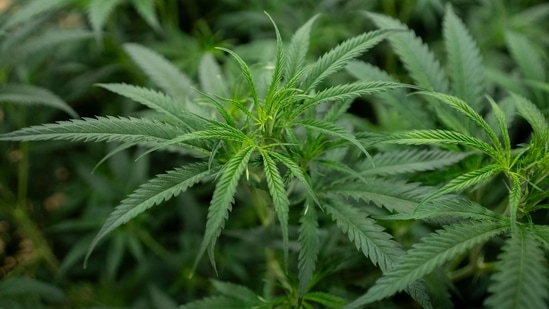 CBG from cannabis plant reduces anxiety, stress and boosts memory: New study (Photo by Manaure QUINTERO / AFP)