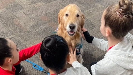 Beacon is Team USA gymnastic's therapy dog.(@dog_rates)