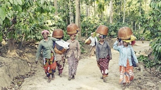 Plantation workers in Wayanad. (iStock)