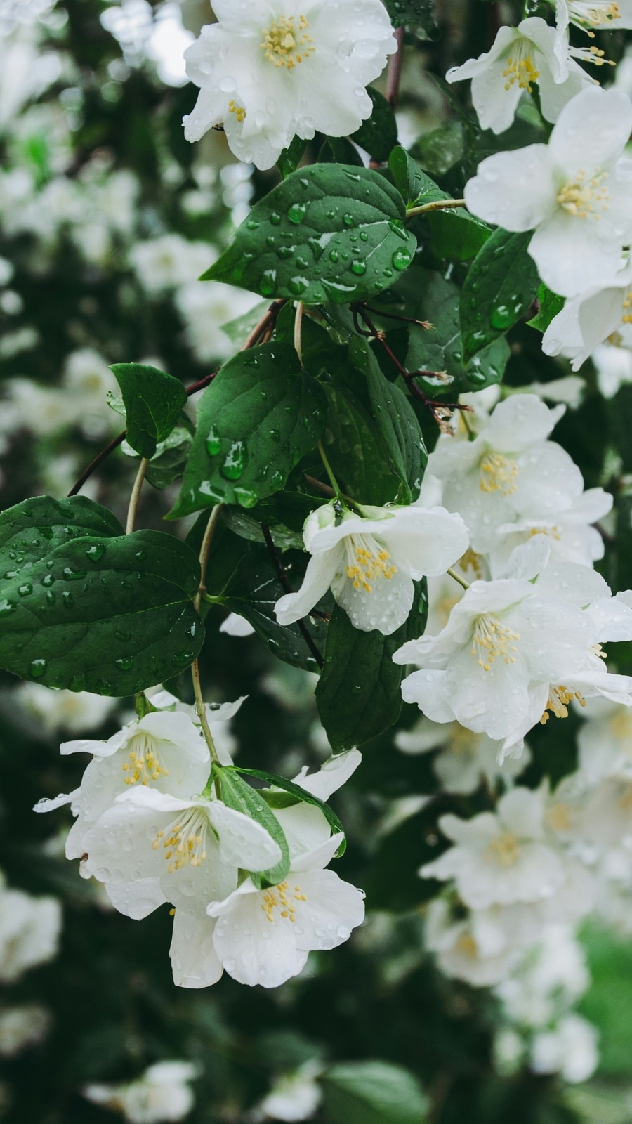 jasmine_flower