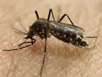 73 cases of Zika virus have been reported in Pune in the monsoon period, find out more about its symptoms and how to prevent it. (REPRESENTATIVE PHOTO) 73 cases of Zika virus have been reported in Pune in the monsoon period, find out more about its symptoms and how to prevent it. (REPRESENTATIVE PHOTO)