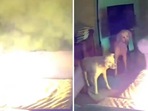 The image shows a dog causing a mini explosion, setting the house on fire after chewing a battery. The image shows a dog causing a mini explosion, setting the house on fire after chewing a battery.