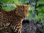 Leopard with Heterochromia Iridum in Bandipur National Park