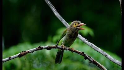 “Over the years, I have gotten so used to the kutroo-kutroo of the brown-headed barbet (Psilopogon zeylanicus) that I have stopped noticing it. You can hear it in most areas of Delhi, especially from January to June, which is the bird’s courtship and nesting season.” (Prerna Jain) “Over the years, I have gotten so used to the kutroo-kutroo of the brown-headed barbet (Psilopogon zeylanicus) that I have stopped noticing it. You can hear it in most areas of Delhi, especially from January to June, which is the bird’s courtship and nesting season.” (Prerna Jain)