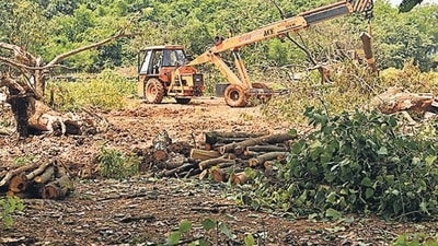 Maharashtra, October 07 (ANI): Workers remove chopped trees from Aarey forest after the Supreme Court restricted further felling of trees in the area, in Mumbai on Monday. (ANI Photo)