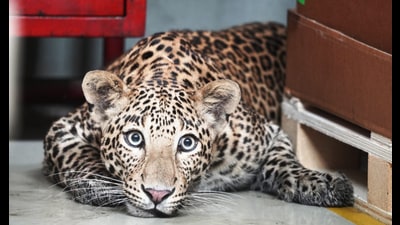 The decision was taken following rise in human-leopard conflict incidents in Junnar tehsil and adjoining areas. (HT PHOTO) The decision was taken following rise in human-leopard conflict incidents in Junnar tehsil and adjoining areas. (HT PHOTO)