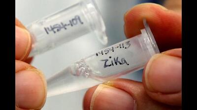 Zika virus is transmitted through the bite of an infected Aedes mosquito, known to transmit infections like dengue and chikungunya. (REPRESENTATIVE PIC)