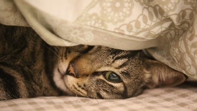 International Cat Day is here, and while the allure of adopting a furry companion is strong, it's vital to consider both the benefits and challenges before making a decision. (Pixabay) International Cat Day is here, and while the allure of adopting a furry companion is strong, it's vital to consider both the benefits and challenges before making a decision. (Pixabay)